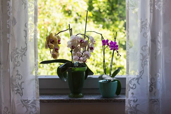 Windowsill Λουλούδια Στην Κατσαρόλα — Φωτογραφία Αρχείου