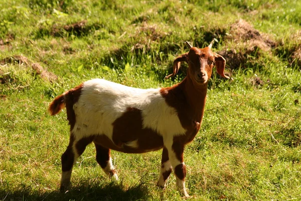 Chèvre Chèvre Solitaire Sur Une Prairie Verte — Photo