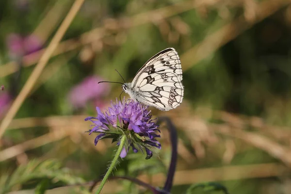 Beau papillon boit nectar d'une fleur — Photo