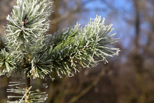 Ramo di pino verde nella foresta di conifere — Foto Stock