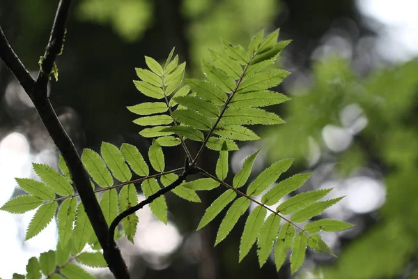 Селективный Фокус Красивых Листьев — стоковое фото