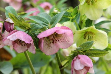 Helleborus niger. Bir kar-gül ya da christrose çiçek açar.