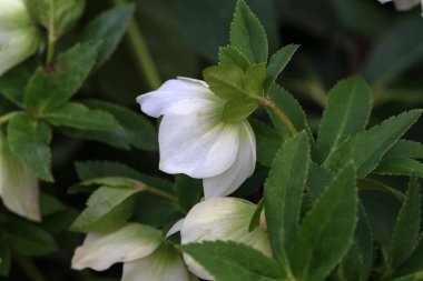 Helleborus niger. Bir kar-gül ya da christrose çiçek açar.