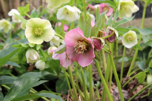 Een sneeuw-rose of christrose bloeit in het voorjaar — Stockfoto