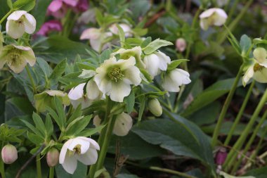 Bir kar-gül ya da christrose ilkbaharda çiçek açar
