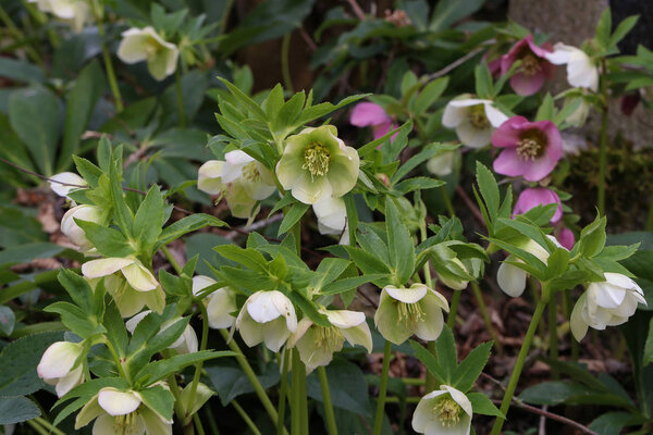 A snow-rose or christrose blooms in the spring