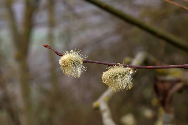 Hermoso coño sauce flores ramas sobre fondo borroso —  Fotos de Stock