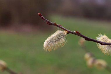 Arka plan bulanık güzel Kukum çiçek dallarda