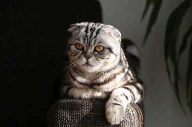 sevimli kabarık gri kedi