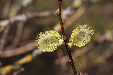 Ağaç dallarında kabarık çiçekler 