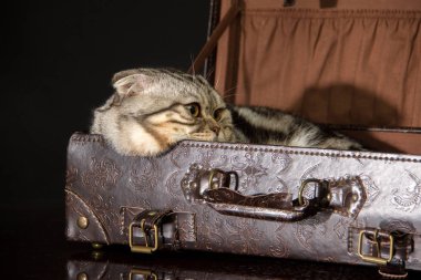 bir çantada sevimli kabarık gri kedi