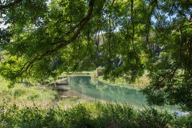 Yeşil dalların ve gölün seçici odağı