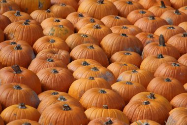 Kabaklar arka plan tam çerçeve görüntü 