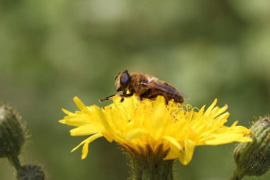 Çiçek açan böcek, seçici odak