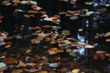 Su yüzeyinde sonbahar yaprakları