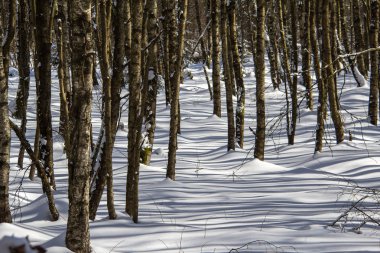 Güneşli bir gün güzel kış ormanı