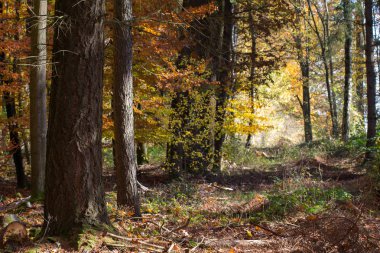 Güzel ağaçlar ile Sonbahar ormanı 