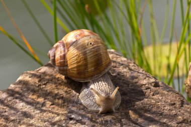 Bir kütüğün üzerinde salyangoz, yakın görünüm