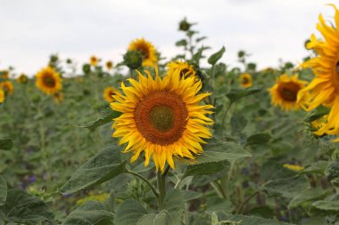 Kırsal alanda sarı güzel ayçiçeği
