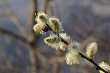 Açık havada kabarık güzel çiçekler, seçici odak