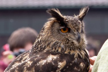 Güzel baykuş, yakın görünüm