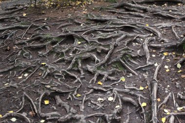 Ağaç kökleri orman yere