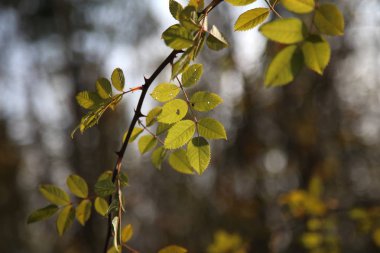 Taze sulu yeşil yeşil yapraklar güneş ışığında parlıyor
