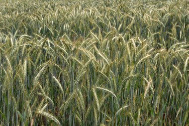 Bir alanda kuru buğday