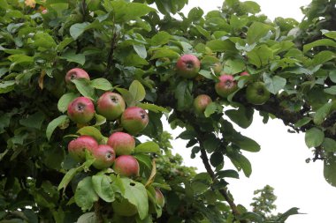Ağaç dallarında elma, görüntüyü kapatın