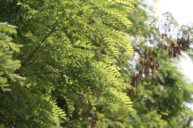 Orman veya parktaki ağaçlar