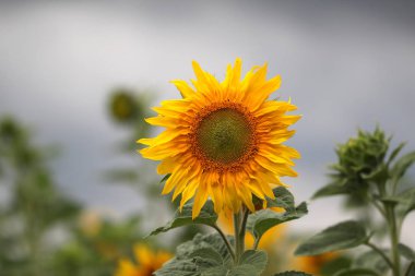 Bulanık arka planda sunfower makro çekim