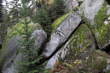 Ağaçlarla kayaların görüntüsünü kapatın 