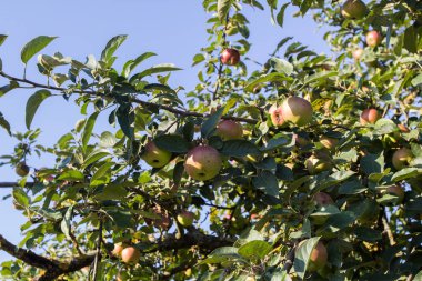 Elma ağacı dalları üzerinde