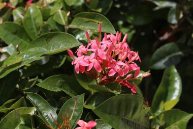 Açık havada pembe güzel taze çiçekler 