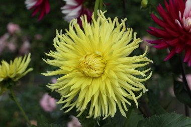 Bulanık arka planda taze çiçek makro çekim