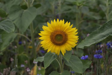 Açık havada yeşil çayır ayçiçeği, yakın çekim