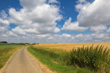 Güzel alan ve ağaçlar ile kırsal sahne 