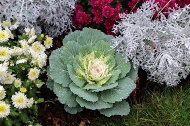 Renkli dekoratif lahana. Bahçedeki karnabahar