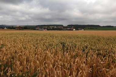 Güzel alan ve ağaçlar ile kırsal sahne 