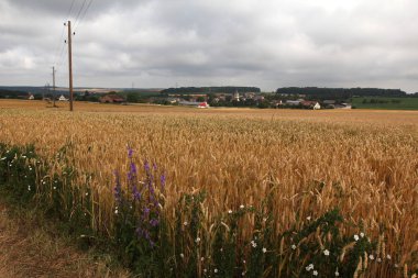 Güzel alan ve ağaçlar ile kırsal sahne 