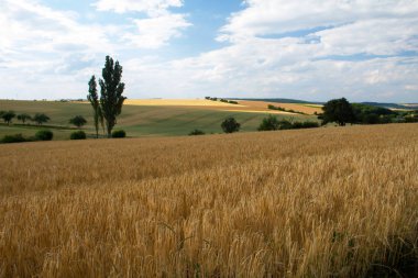 Güzel alan ve ağaçlar ile kırsal sahne 