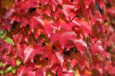 Sonbahar kırmızı yaprakları yakın