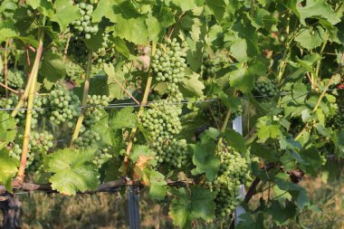 üzüm niteliğine genç Şubesi