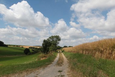 Güzel alan ve ağaçlar ile kırsal sahne 
