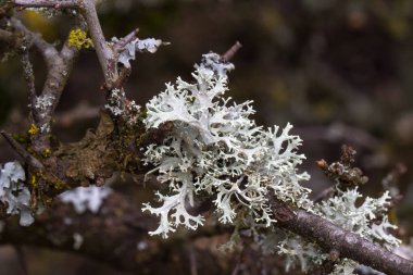 Ağaç dalları, yakın çekim