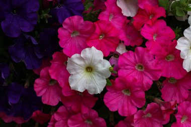 Pembe taze çiçeklenme çiçekler, yakın yukarı