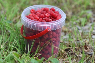 Plastik konteyner olgun lezzetli ahududu dolu 