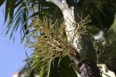 Egzotik ağaç dalı, yakın