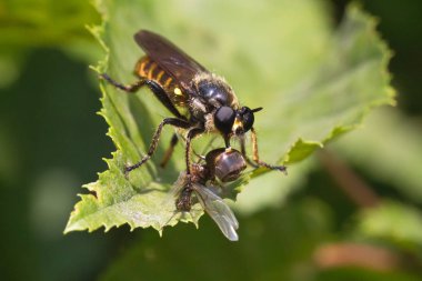 Yeşil yaprak böcekler, yakın yukarı