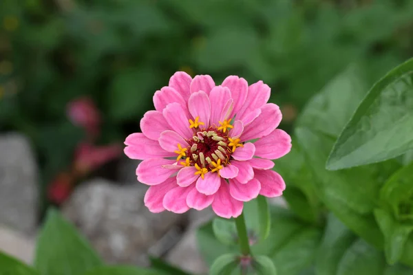 Makro Skott Färsk Blomma Suddig Bakgrund — Stockfoto